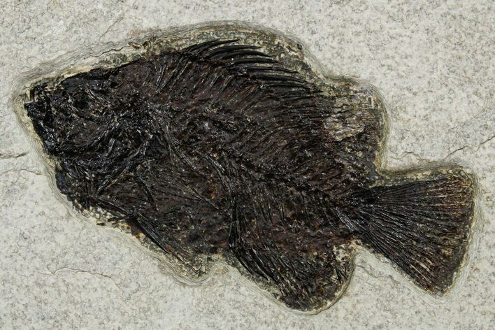 Detailed Fossil Fish (Cockerellites) - Wyoming #349240